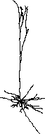 neuron morphology